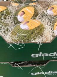 Melones Gladiator Fruit Lovers